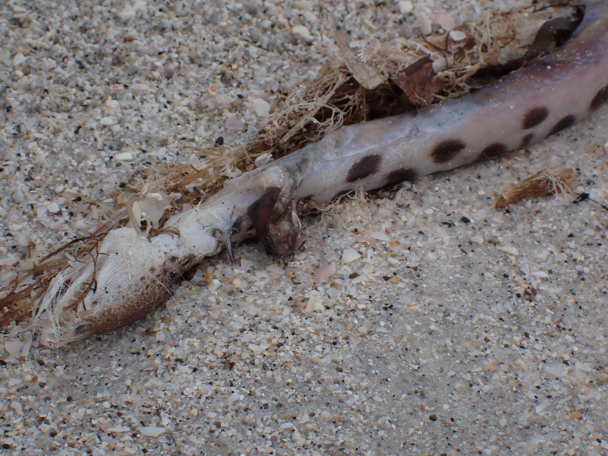 Image of Spotted Spoon-nose Eel