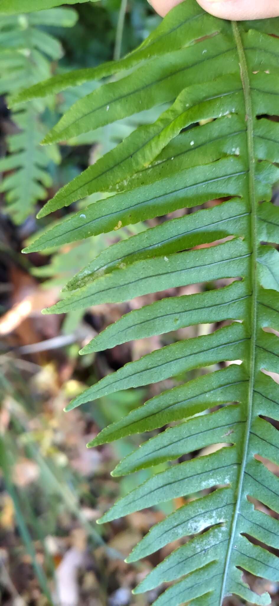 Слика од Polypodiodes amoena (Wall. ex Mett) Ching