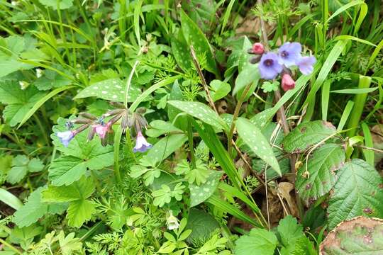 Pulmonaria affinis Jordan resmi