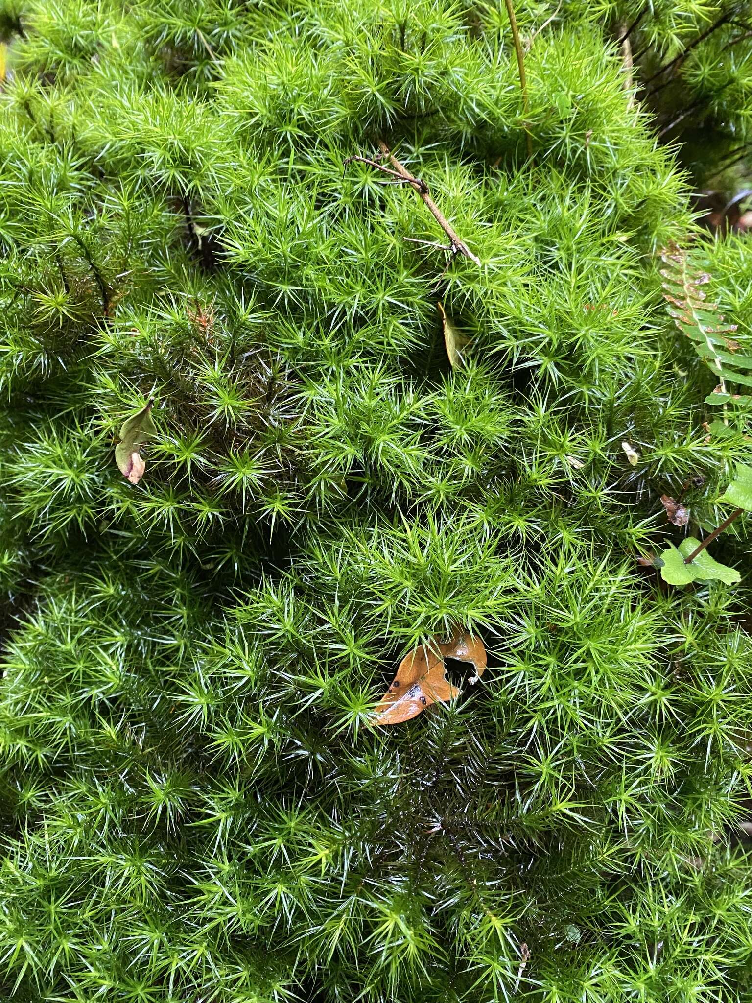 Image of Dendroligotrichum dendroides Brotherus 1905