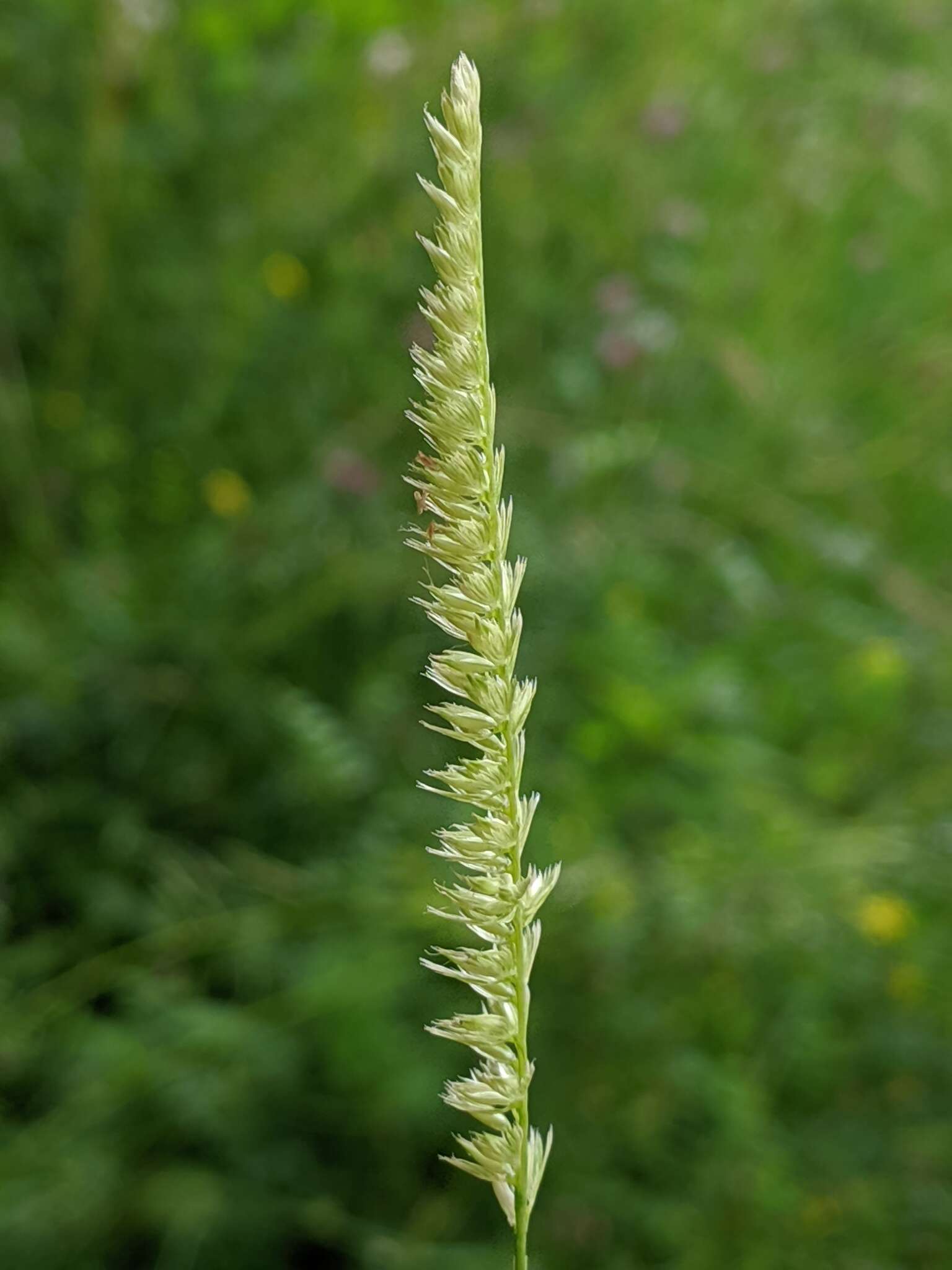 Image of Crested dogstail grass