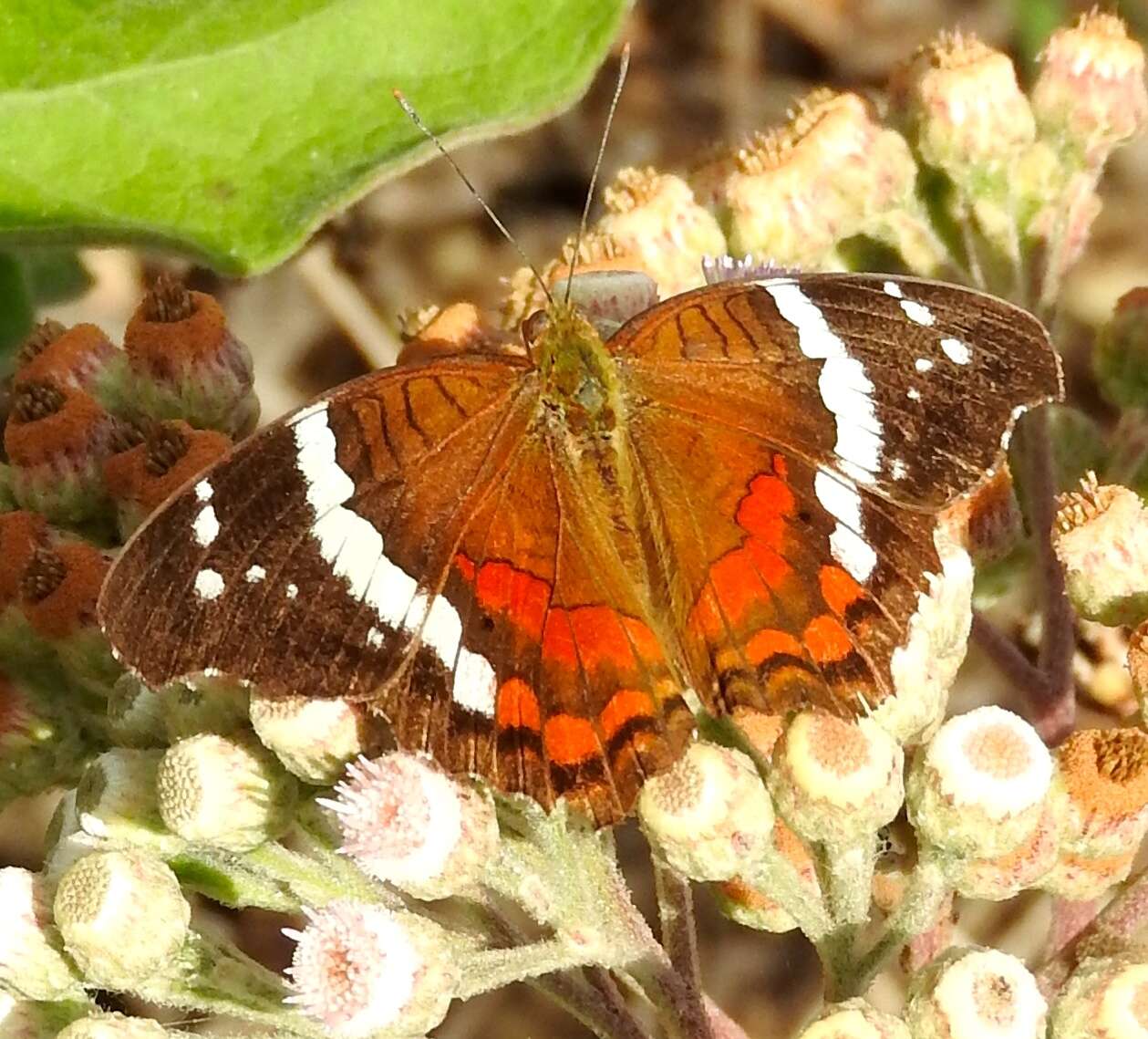 Image of Banded Peacock