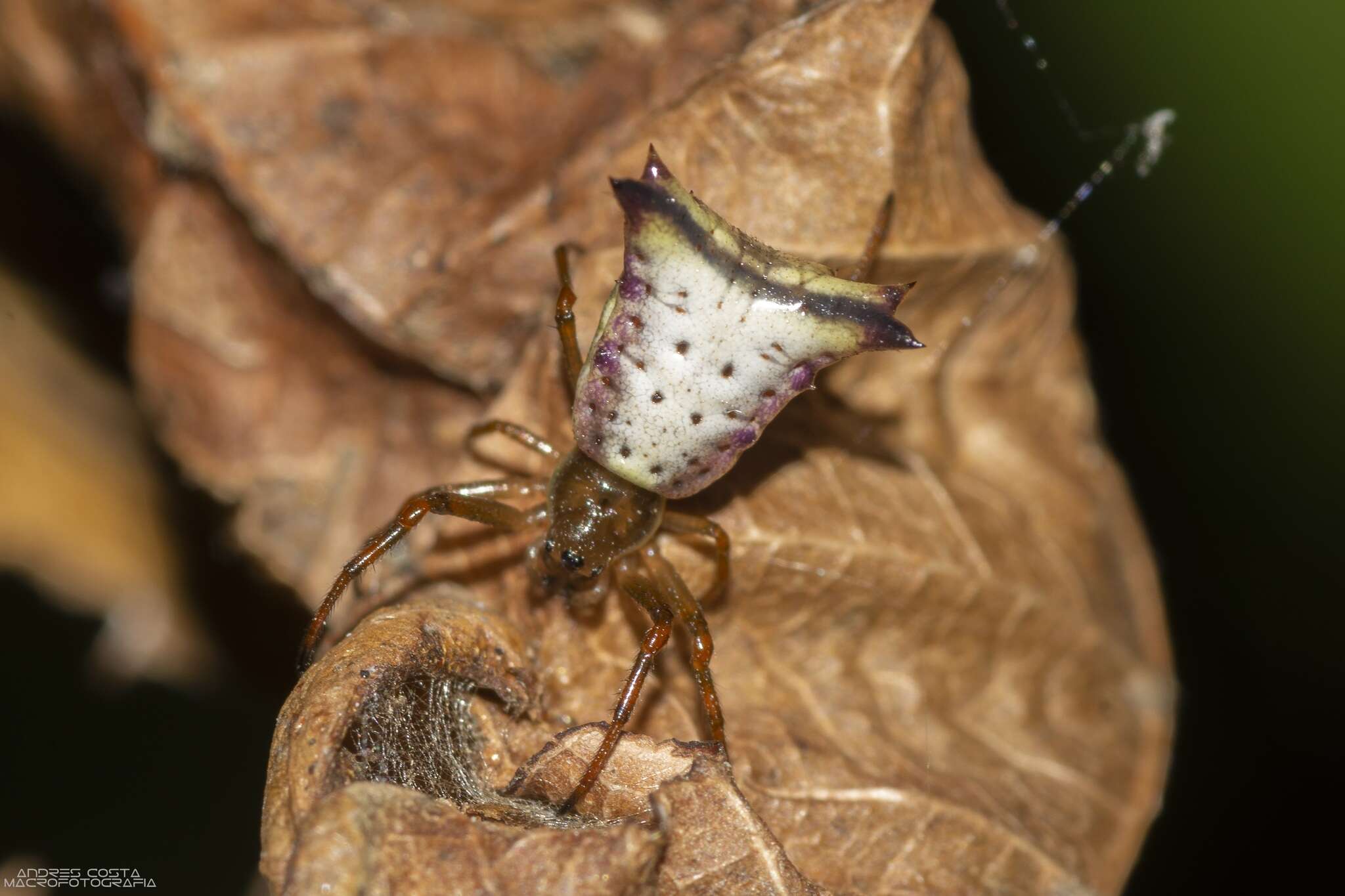 Image of Micrathena furva (Keyserling 1892)