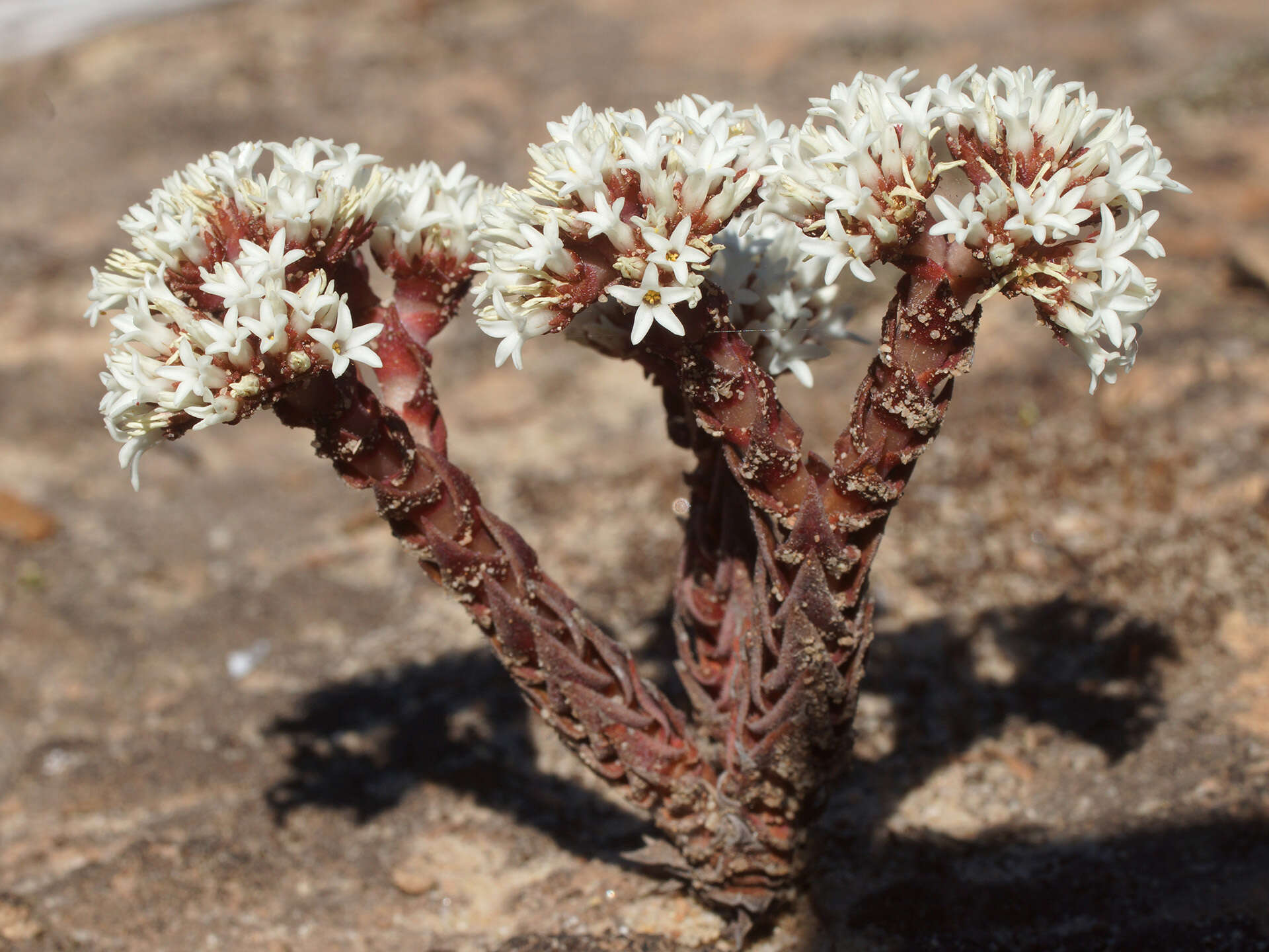 Image of Crassula alpestris subsp. alpestris