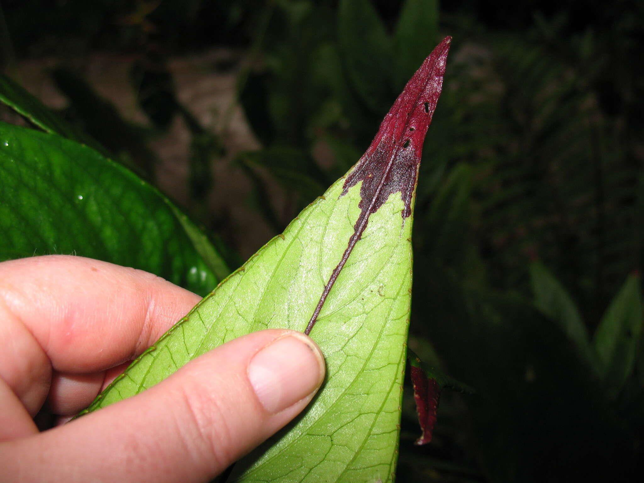 Image of Columnea picta H. Karst.