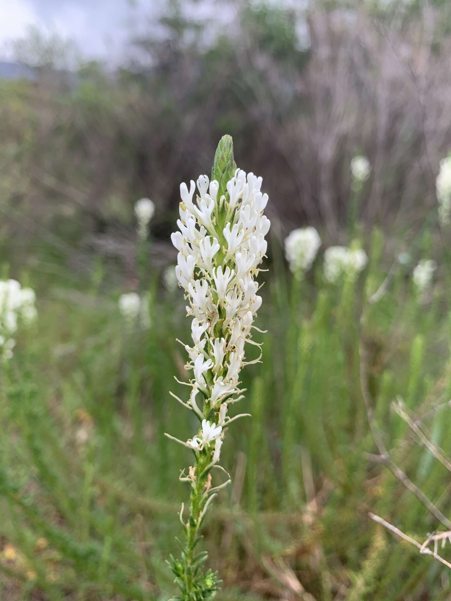 Image of Fringe Falseslugwort