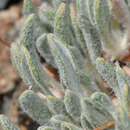 Image of Great Basin Desert buckwheat