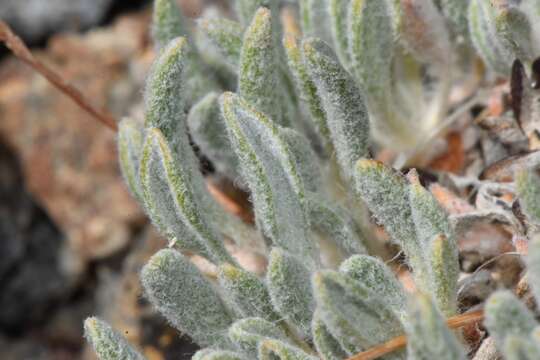 Imagem de Eriogonum desertorum (Maguire) R. J. Davis