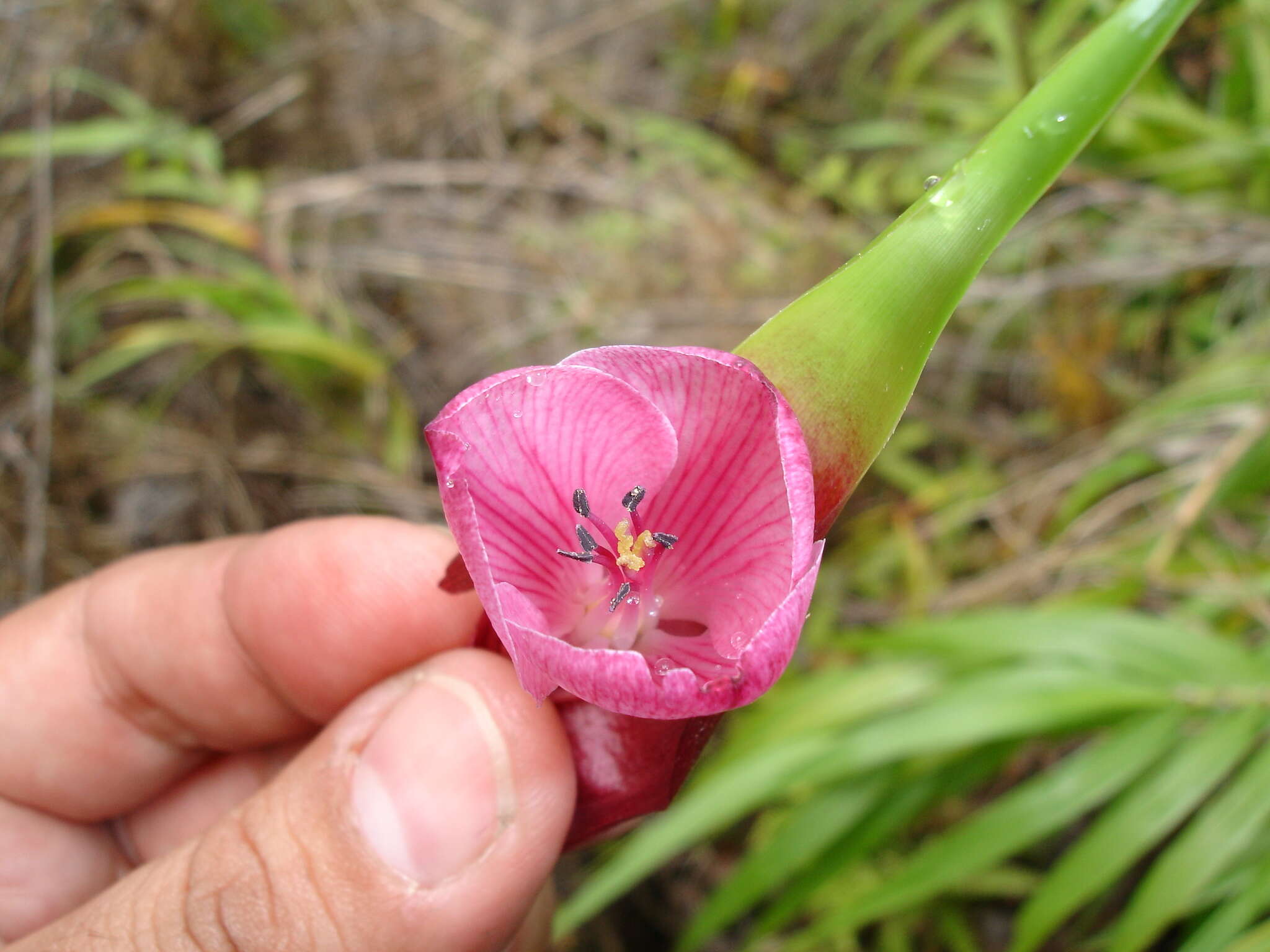 Image of Connellia augustae (M. R. Schomb.) N. E. Br.