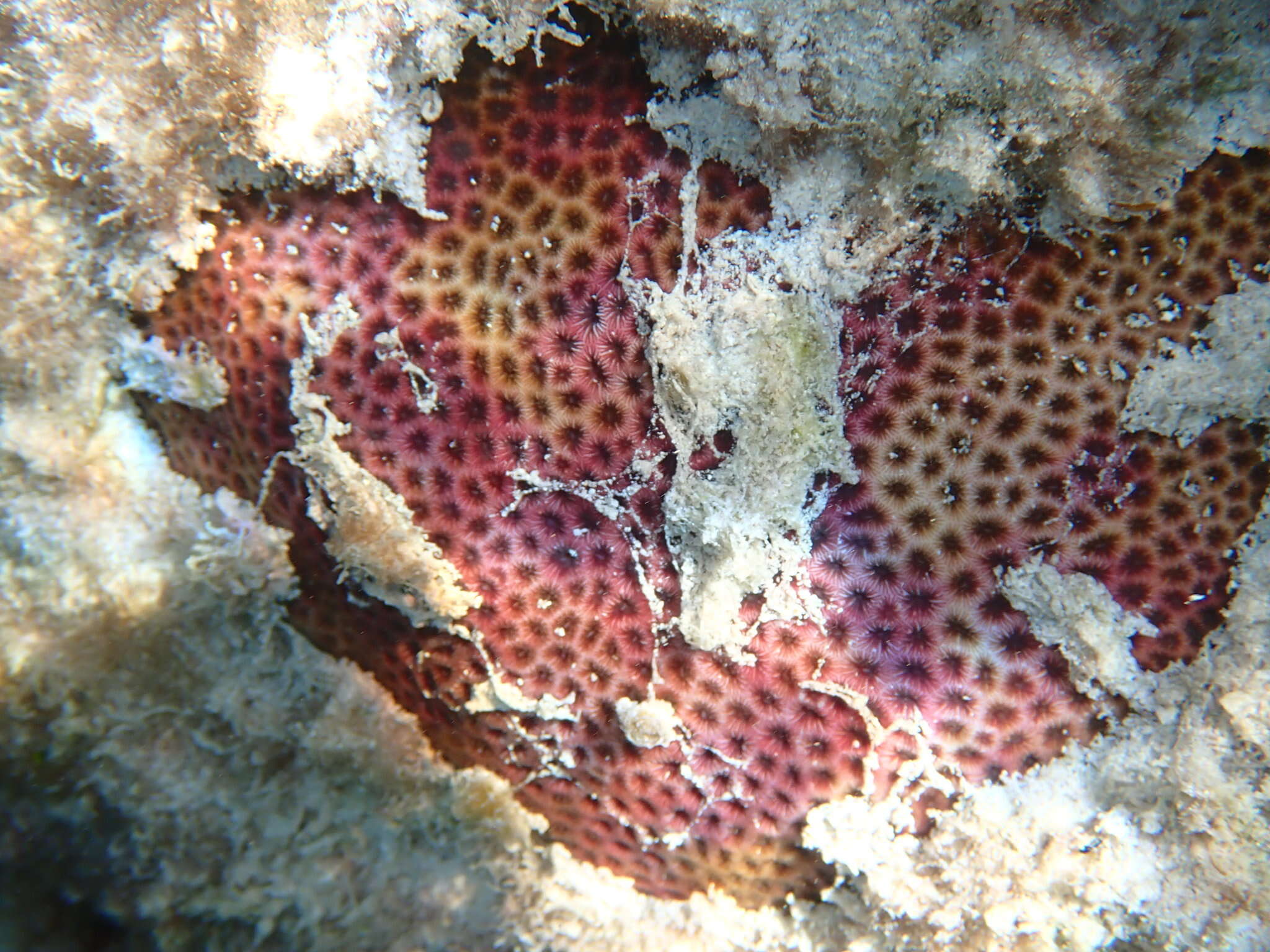 Image of Lesser Starlet Coral