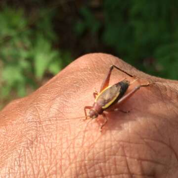 Image of Restless Bush Cricket