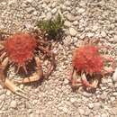 Image of Spiny Spider Crab