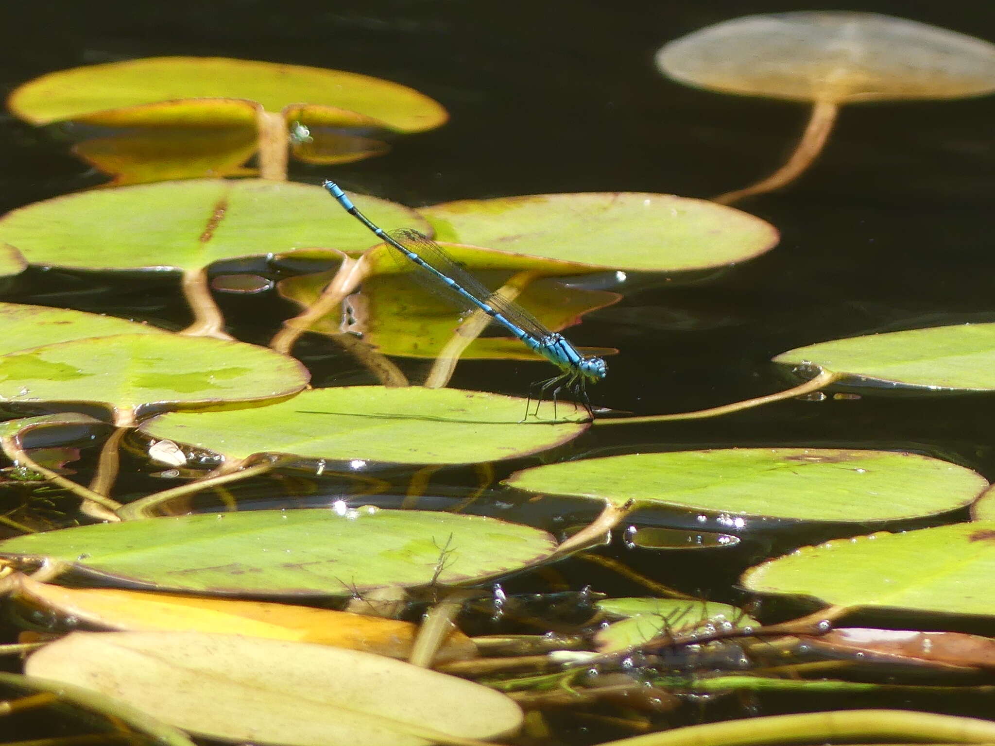 Imagem de Caliagrion billinghursti (Martin 1901)