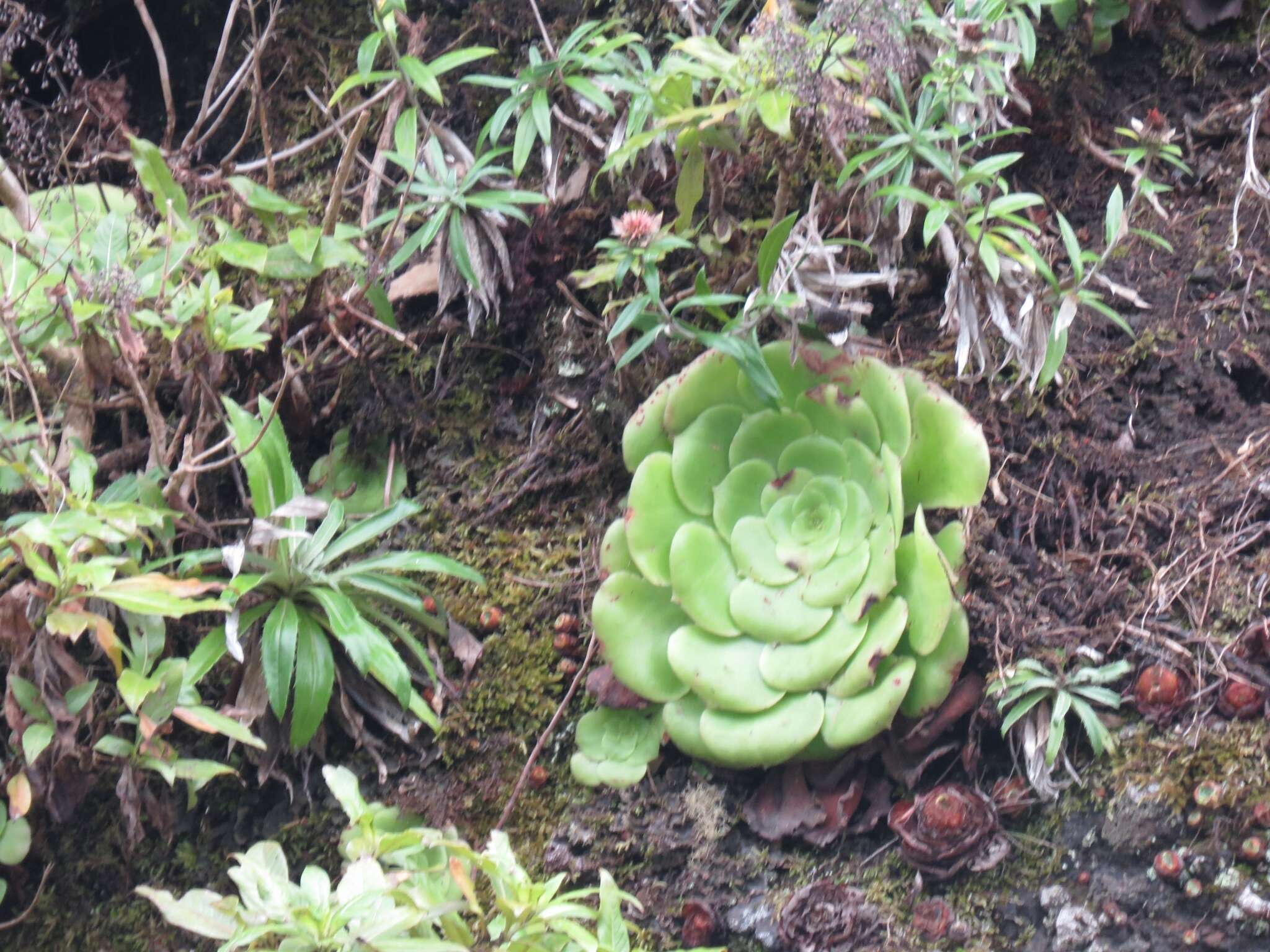 Image of Aeonium canariense subsp. latifolium (Burchard) Bañares