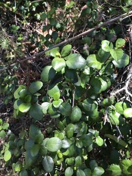 Image of island gooseberry