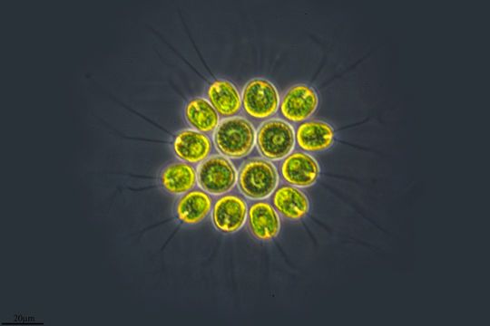 Image of <i>Gonium pectorale</i>