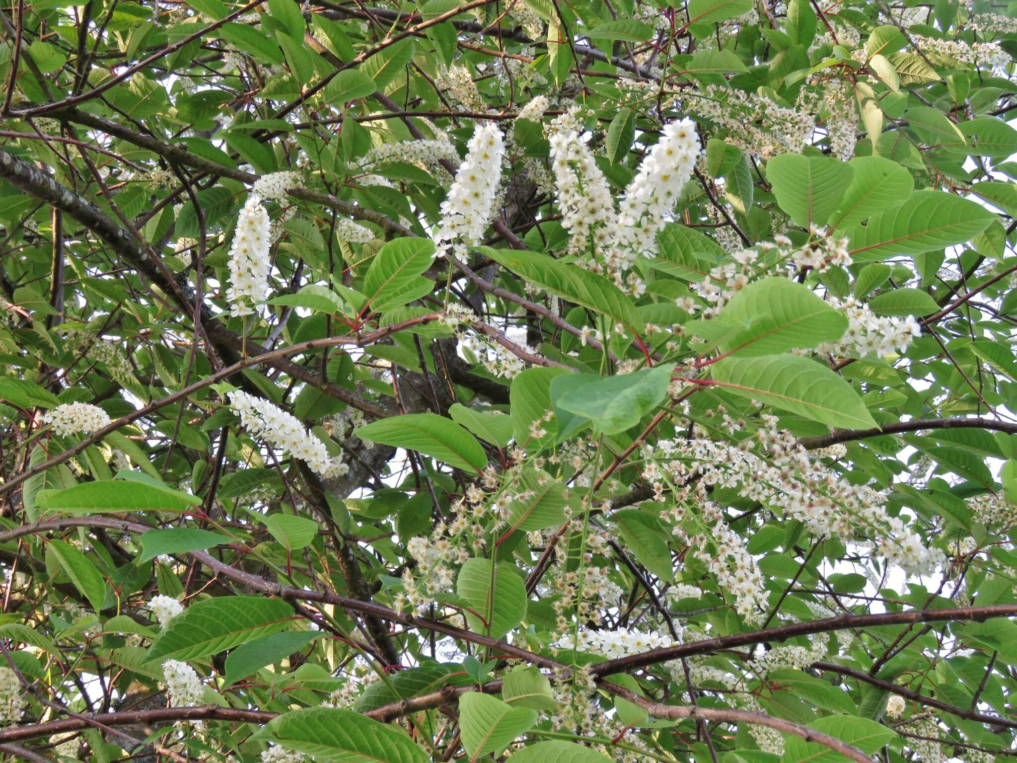 Prunus padus L. resmi