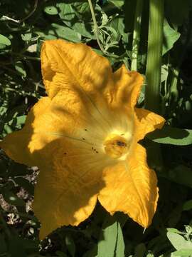 Image of Pruinose Squash Bee