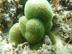 Image of hump coral