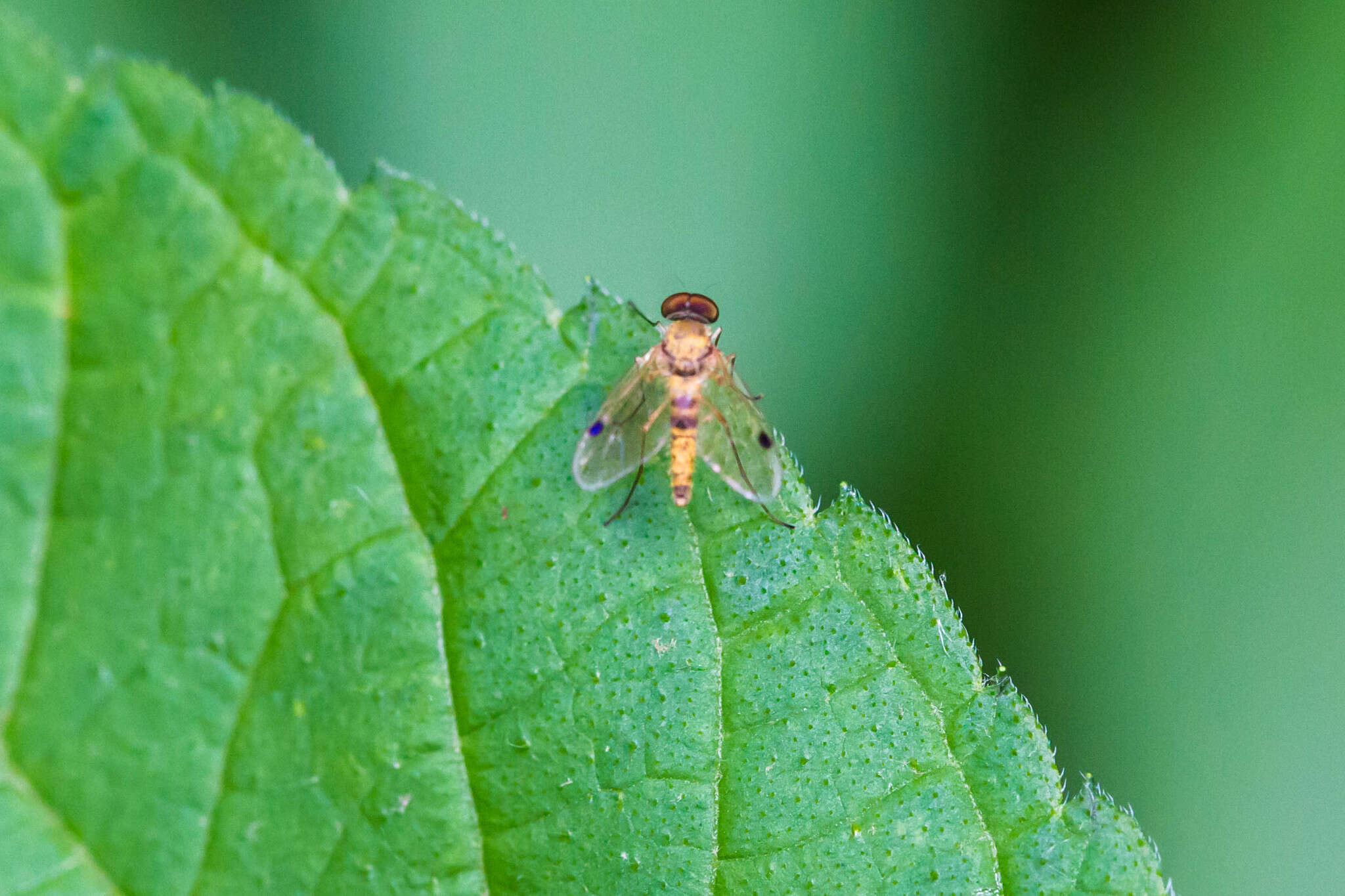 Image of Chrysopilus modestus Loew 1872