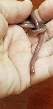 Image of Bahaman Slender Blindsnake