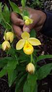 Image de Cypripedium molle Lindl.