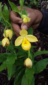 Sivun Cypripedium molle Lindl. kuva