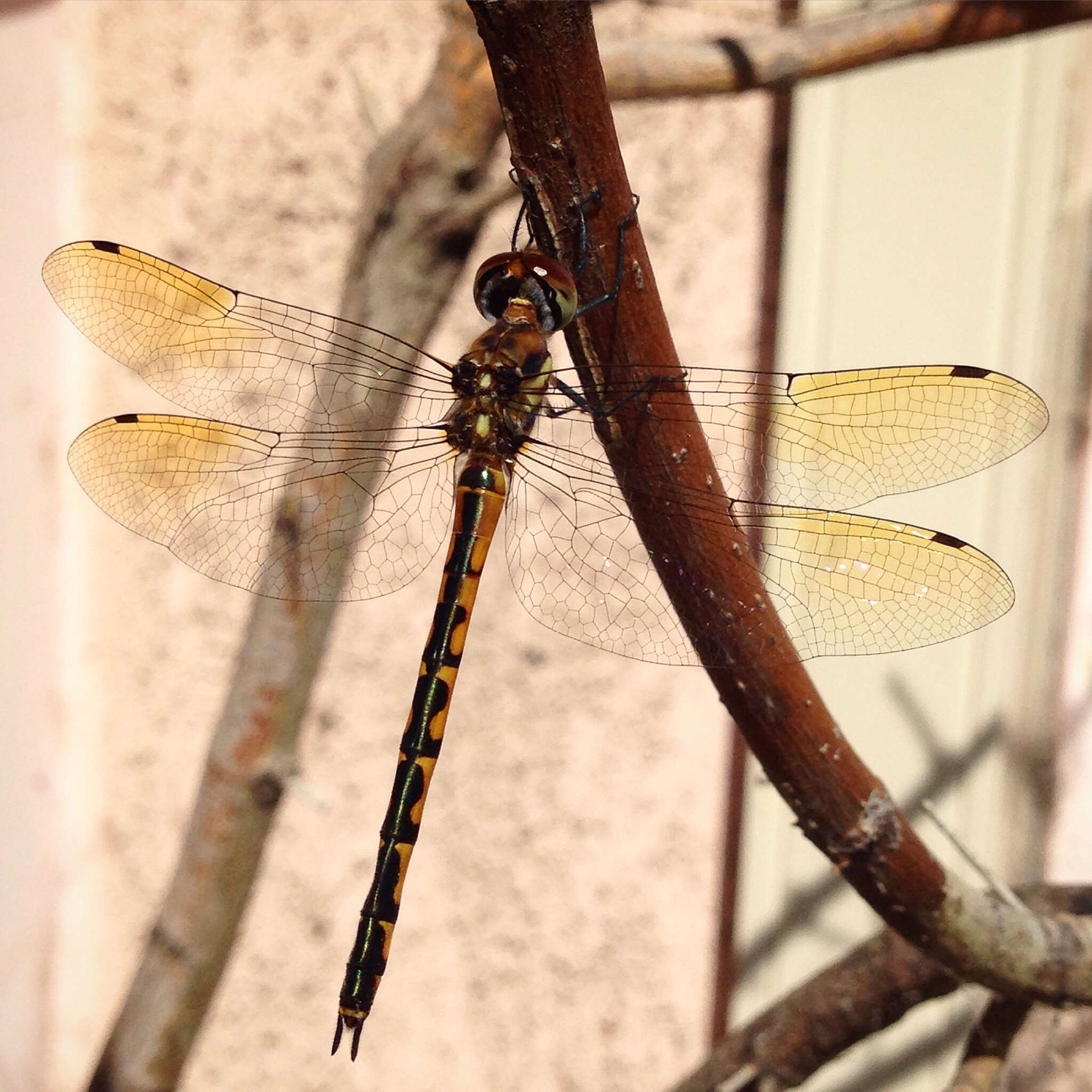 Image of Sentry Dragonfly