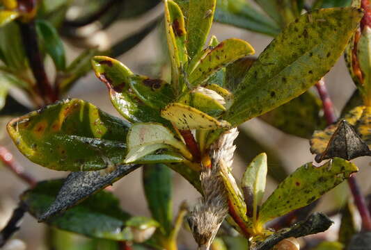 Image of Cistus ladanifer subsp. sulcatus (J. P. Demoly) P. Montserrat