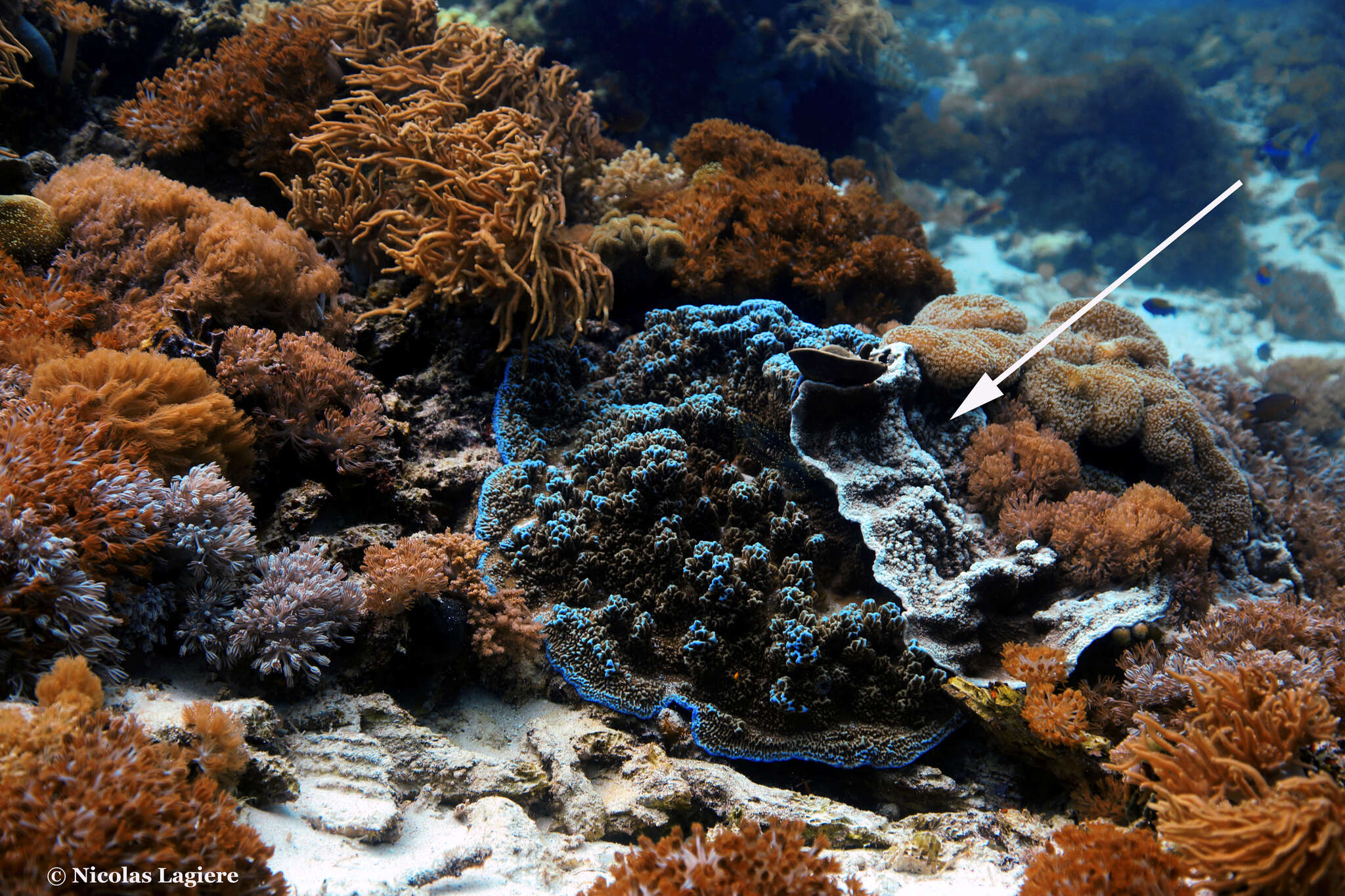 Image of Blue edged plate coral