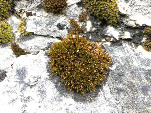 Image of orthotrichum moss