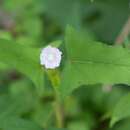 Imagem de Anoda crenatiflora Orteg.