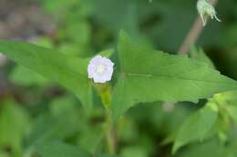 Anoda crenatiflora Orteg. resmi