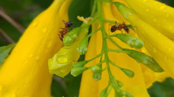 Image of Florida Carpenter Ant