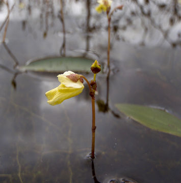 Image of Lesser Bladderwort