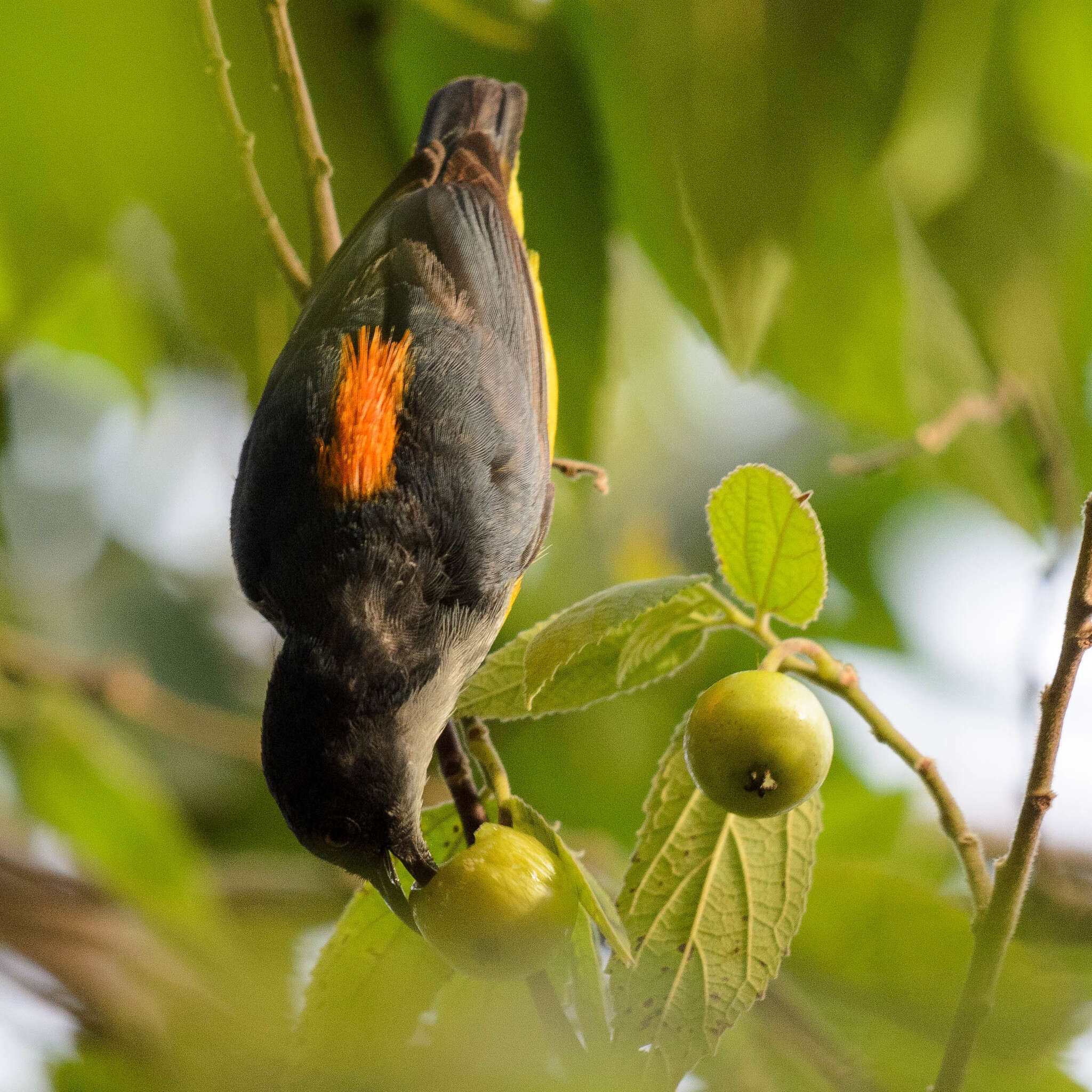 Image of Orange-bellied Flowerpecker