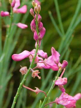 Plancia ëd Indigofera filifolia Thunb.