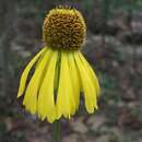 Image of Oldfield Sneezeweed