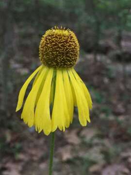 Helenium campestre Small的圖片