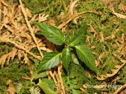 Image of Mercurialis leiocarpa Siebold & Zucc.