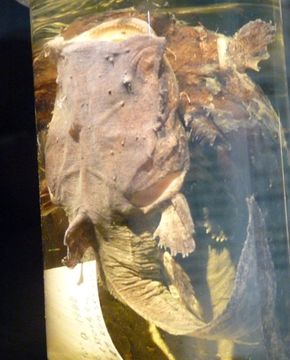 Image of Angler catfish