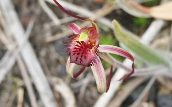 Image of Tailed spider orchid