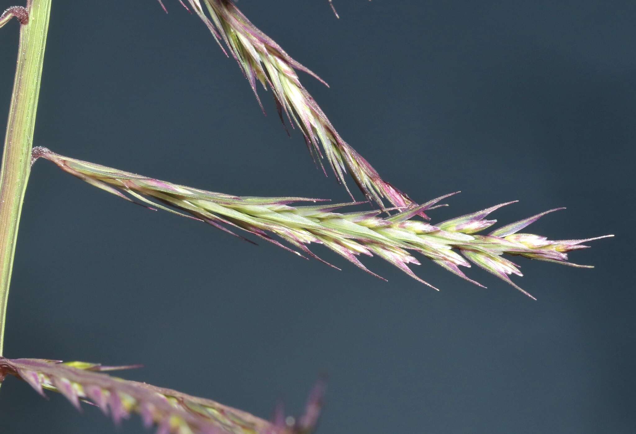 Image of viper grass