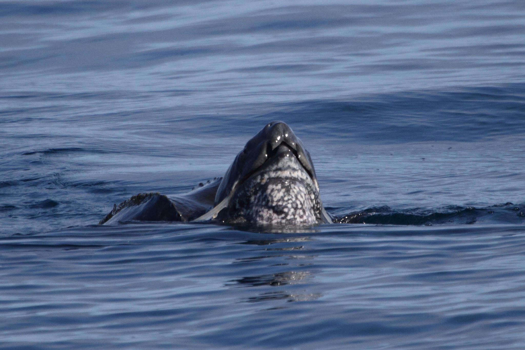 Image of Leatherback sea turtle