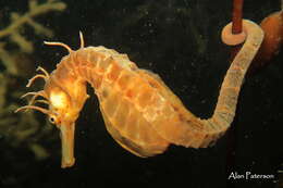 Image of Big-belly Seahorse