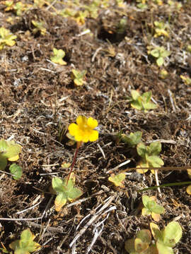 Image de Erythranthe primuloides (Benth.) G. L. Nesom & N. S. Fraga