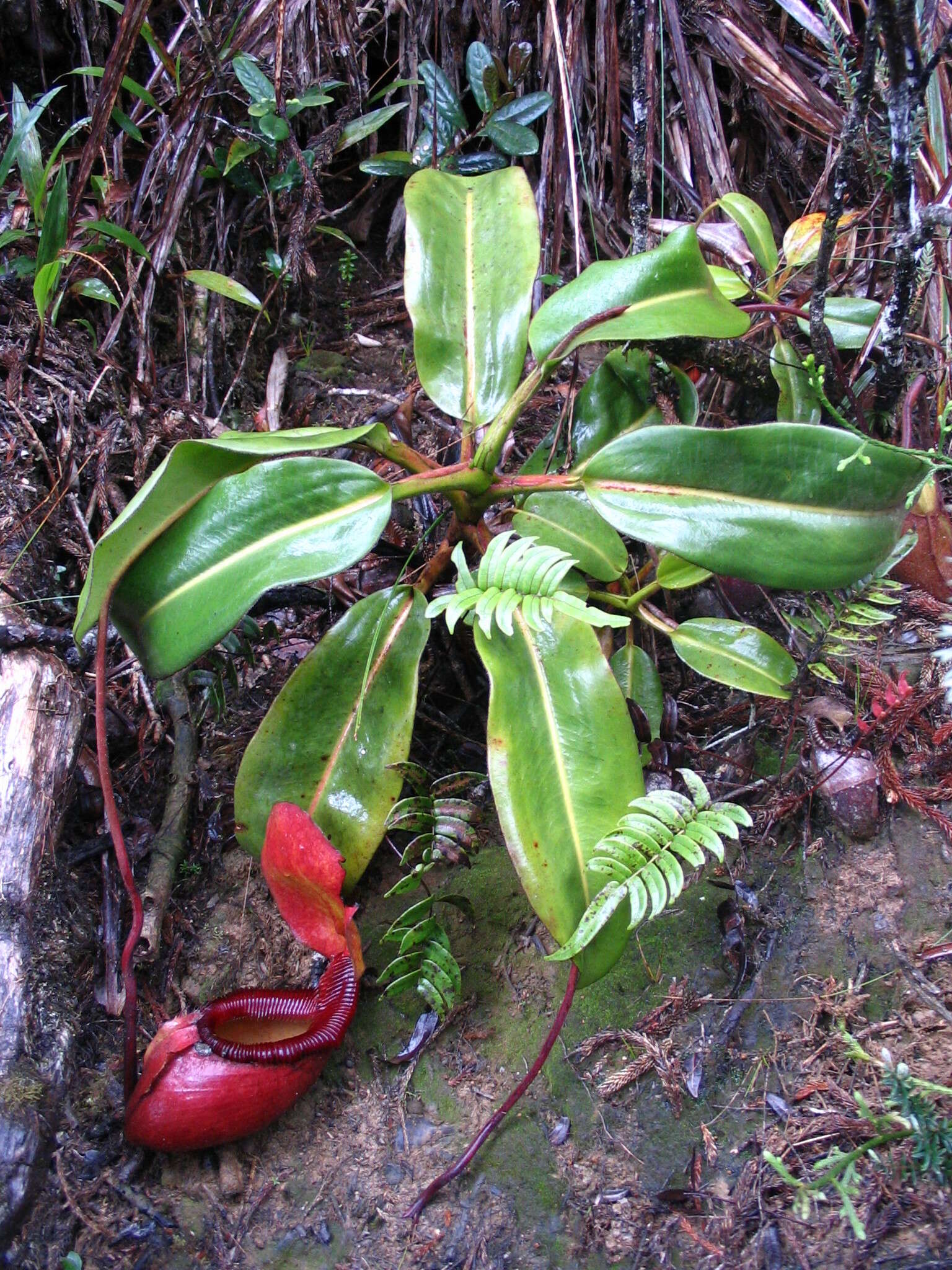 Image of Nepenthes kinabaluensis Sh. Kurata