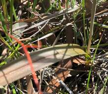 Image of Kath's sun orchid