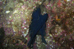 Chromis punctipinnis (Cooper 1863) resmi