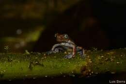 Image of Hyloscirtus antioquia Rivera-Correa & Faivovich 2013